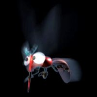 mosquito