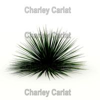Plant_Twin-Flowered Agave