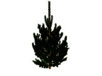 pine tree