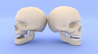 Skull