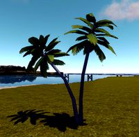 Twin palmtree Max 2010