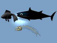 Low Poly Fish Pack