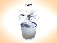 Palm