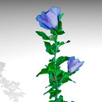 Purple Flower 2048x2048