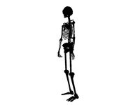 skeleton