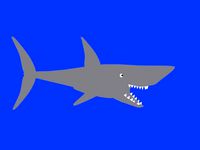 Shark