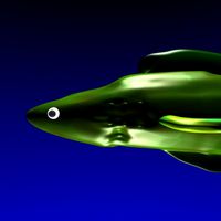 fish