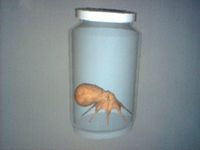 specimen#592