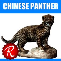 Chinese Panther