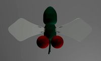 Fly