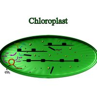 chloroplast