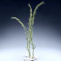Aqua plant_01