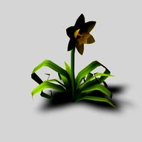 Daffodil Flower