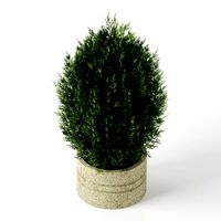 Bush_12 fir tree