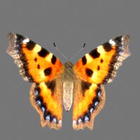 Fur! Tortoise Shell Butterfly with Maya Fur!