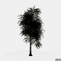 Betula Pendula (Silver Birch) - HQ