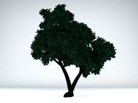 juniper tree