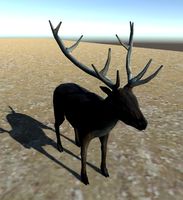 Deer