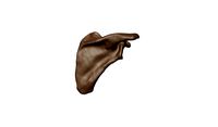 Scapula (from real human)