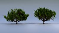 Coniferous Round Tree (x2)