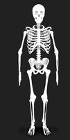 Human Skeleton