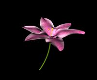 Tiger Lily