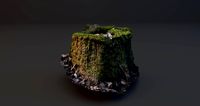 Tree Stump 5