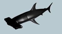 Hammerhead Shark (2)