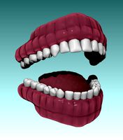 Teeth and Tongue 3D Model (ZTL file)