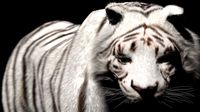 White Tiger (Fur) Rigged