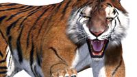 Tiger fur rigged