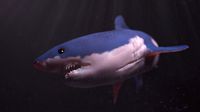 Shark