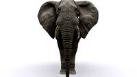 African Elephant Rigged