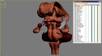 brain system