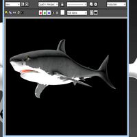 Shark