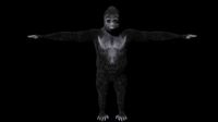 Gorilla