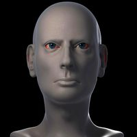 Male Head Base Model