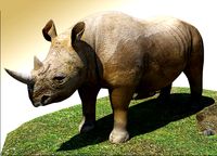 Rhino