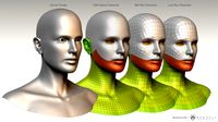 3D Character bust basemesh pack