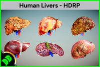 Human Livers - HDRP