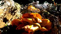 Jack-o-lantern Mushroom
