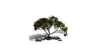 Realistic HD Frangipani tree (9/50)