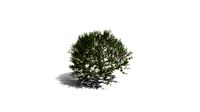 Realistic HD Lemon tree (30/30)