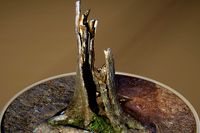 Cracked Tree Trunk