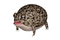 Round Rain Frog