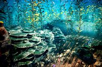 Nature Assets - Marine Biome