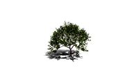 Realistic HD Lemon tree (26/30)