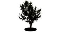 European white birch