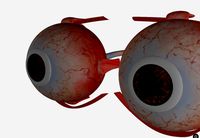 eye