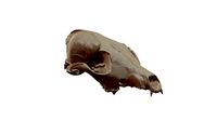 Fox Scull